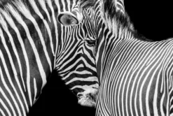 Against Stripes -Art Prints Shop abe against stripes 2021 09 02T13 24 56 1