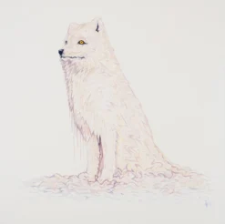 Tundra -Art Prints Shop box ori wwl 30828 tundra 30 2023 07 13T13 34 46