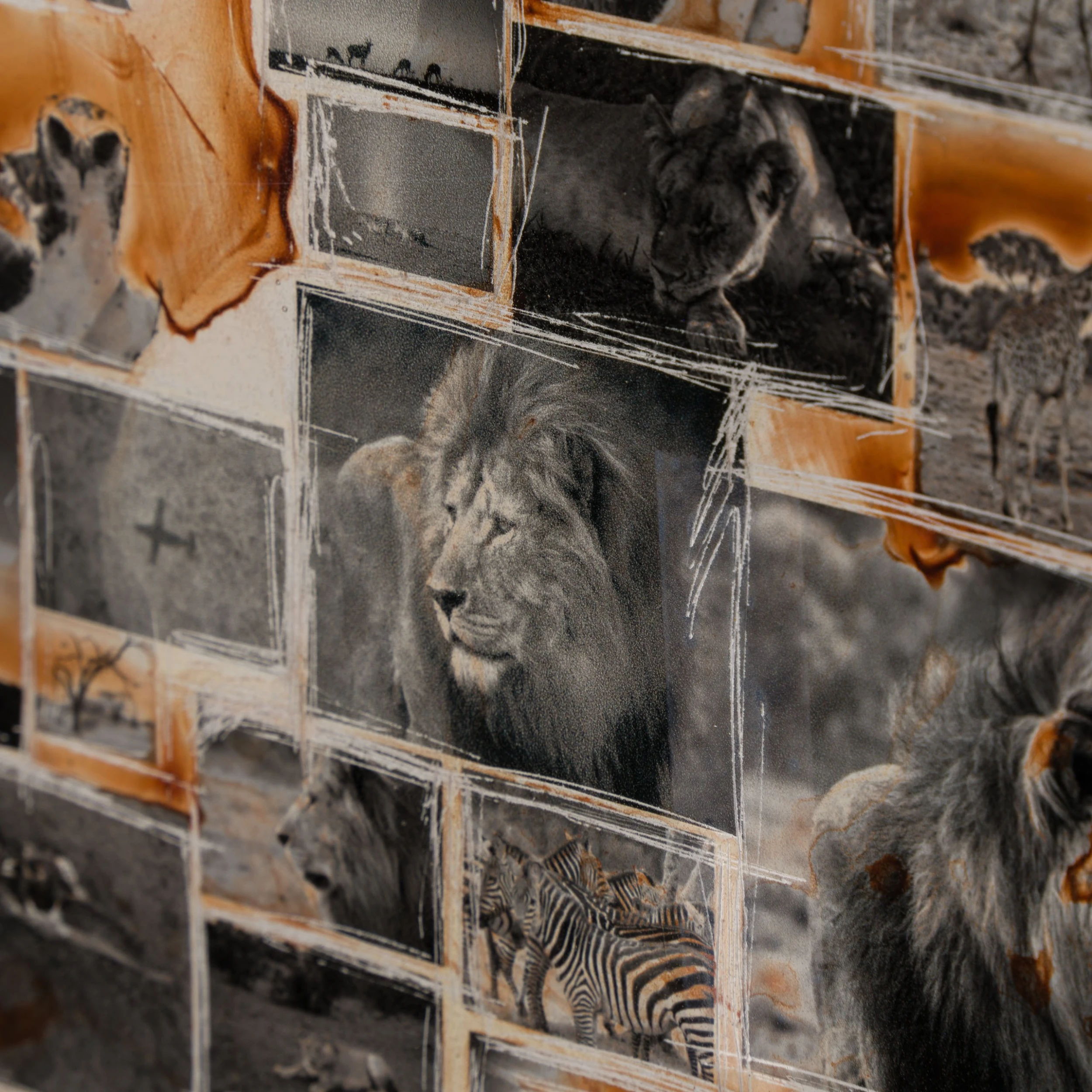 Kuhama (Migrate) 6 Kuhama (Migrate) - Image 6