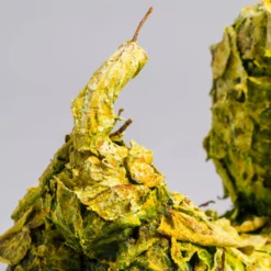 Happy Leaf Dog -Art Prints Shop whn ori por 31142 happy leaf dog 11 2023 07 12T12 35 41