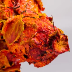 Pooping Leaf Dog -Art Prints Shop whn ori por 31143 pooping leaf dog 8 2023 07 12T12 46 46